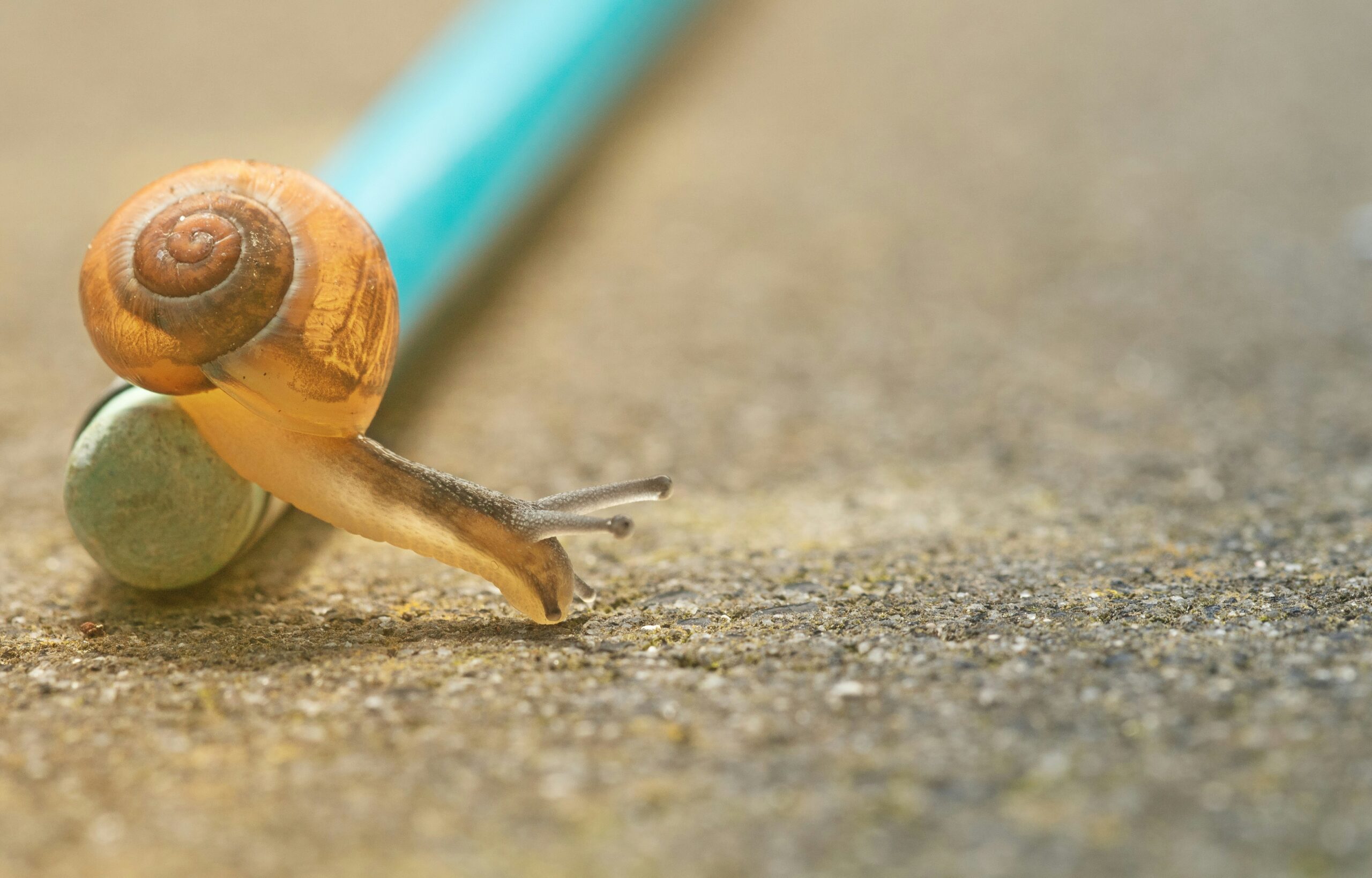 Image of a snail on a pencil